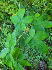 Rubus allegheniensis