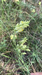 Linaria vulgaris