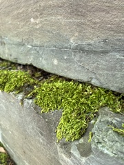 Pseudanomodon attenuatus