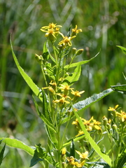 Senecio triangularis
