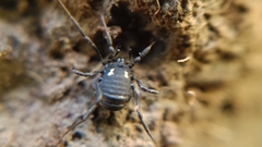 Nemastoma bimaculatum