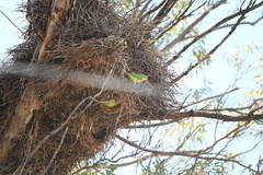 Myiopsitta monachus