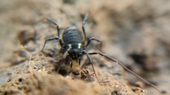 Nemastoma bimaculatum
