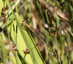 Ischnura perparva