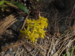 Sedum stenopetalum