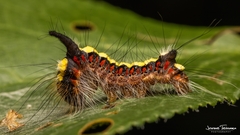 Acronicta psi