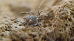 Nemastoma bimaculatum