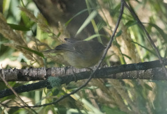 Geothlypis trichas