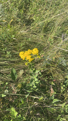 Solidago rigida