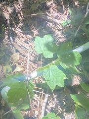 Acer nigrum
