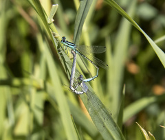 Ischnura perparva