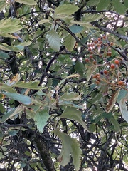Scandosorbus intermedia