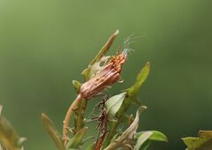 Taraxacum bessarabicum
