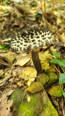 Strobilomyces