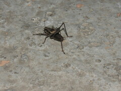 Pholidoptera griseoaptera