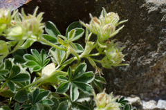 Potentilla nivalis