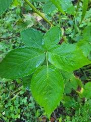 Rubus allegheniensis