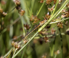 Ischnura perparva