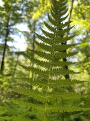 Athyrium angustum