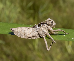 Libellula forensis