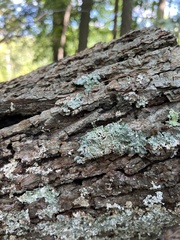 Flavopunctelia soredica