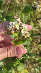 Fagopyrum esculentum