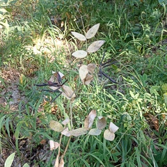 Lathyrus pisiformis