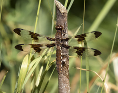 Plathemis lydia