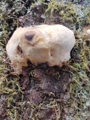 Reticularia lycoperdon