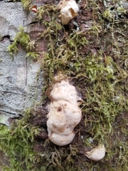Reticularia lycoperdon