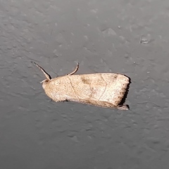 Cosmia trapezina