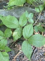 Parthenocissus quinquefolia