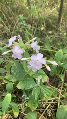 Saponaria officinalis