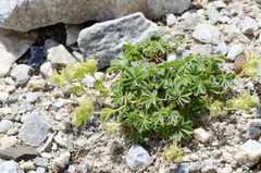 Potentilla nivalis