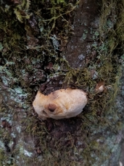 Reticularia lycoperdon