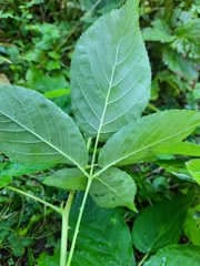 Rubus allegheniensis