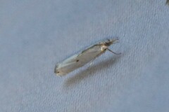Microcrambus biguttellus
