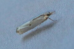 Microcrambus biguttellus
