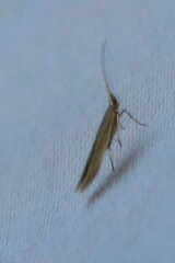 Coleophora