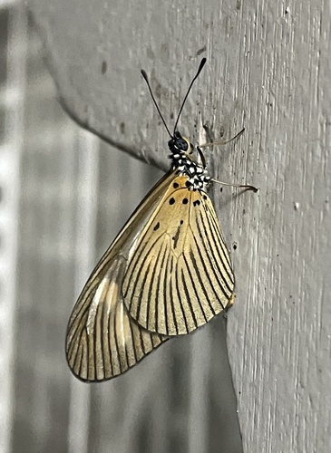 Lycoa Acraea