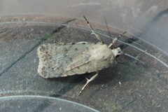 Caradrina clavipalpis