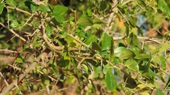Maclura africana image