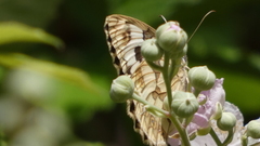 Melanargia lachesis