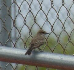 Pyrocephalus rubinus