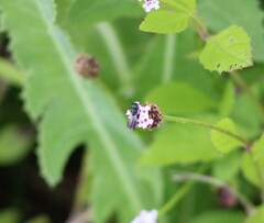 Anthophila