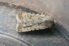 Caradrina clavipalpis