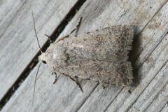 Caradrina clavipalpis