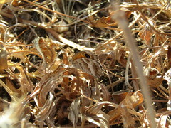 Pyronia cecilia