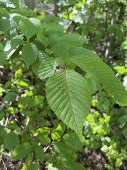 Carpinus