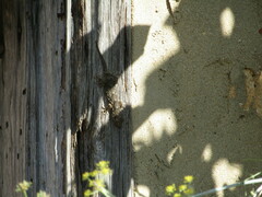 Tarentola mauritanica